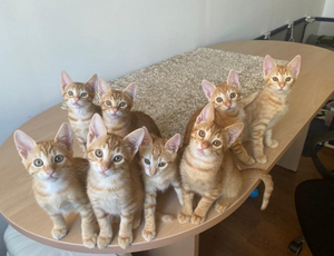 8 gatos leucémicos