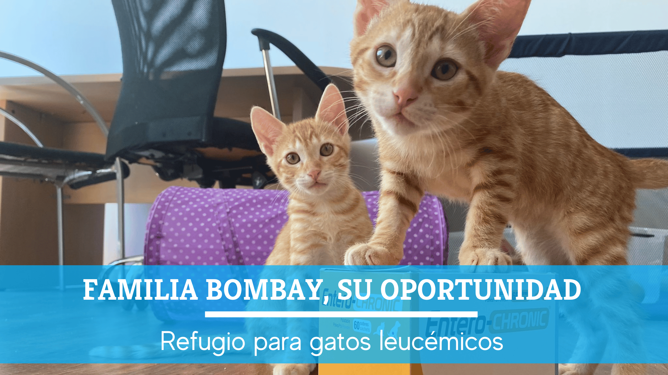 Refugio gatos leucemicos