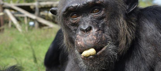 Fundación MONa- rescate y cuidado de primates